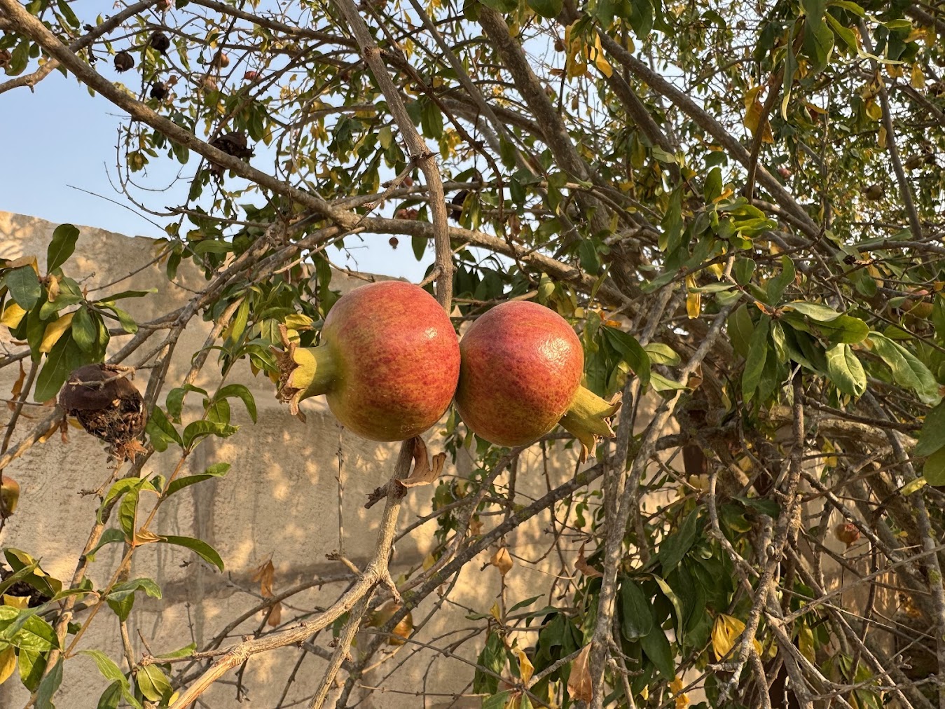 IMG_6473